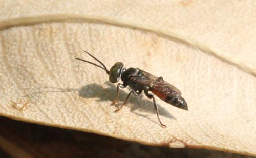 Tachysphex sp.